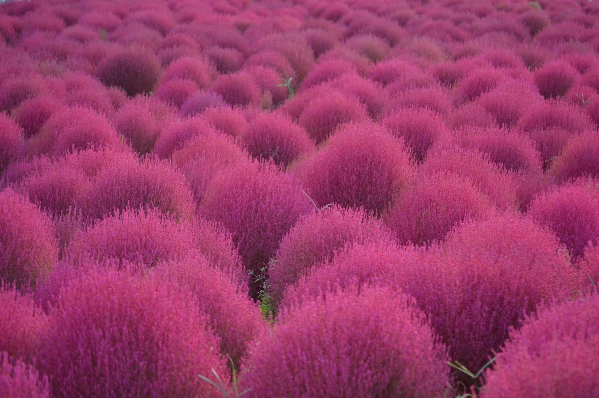 投稿写真：赤の惑星