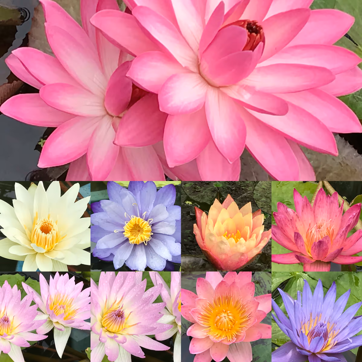 投稿写真：水辺をポップに染めて