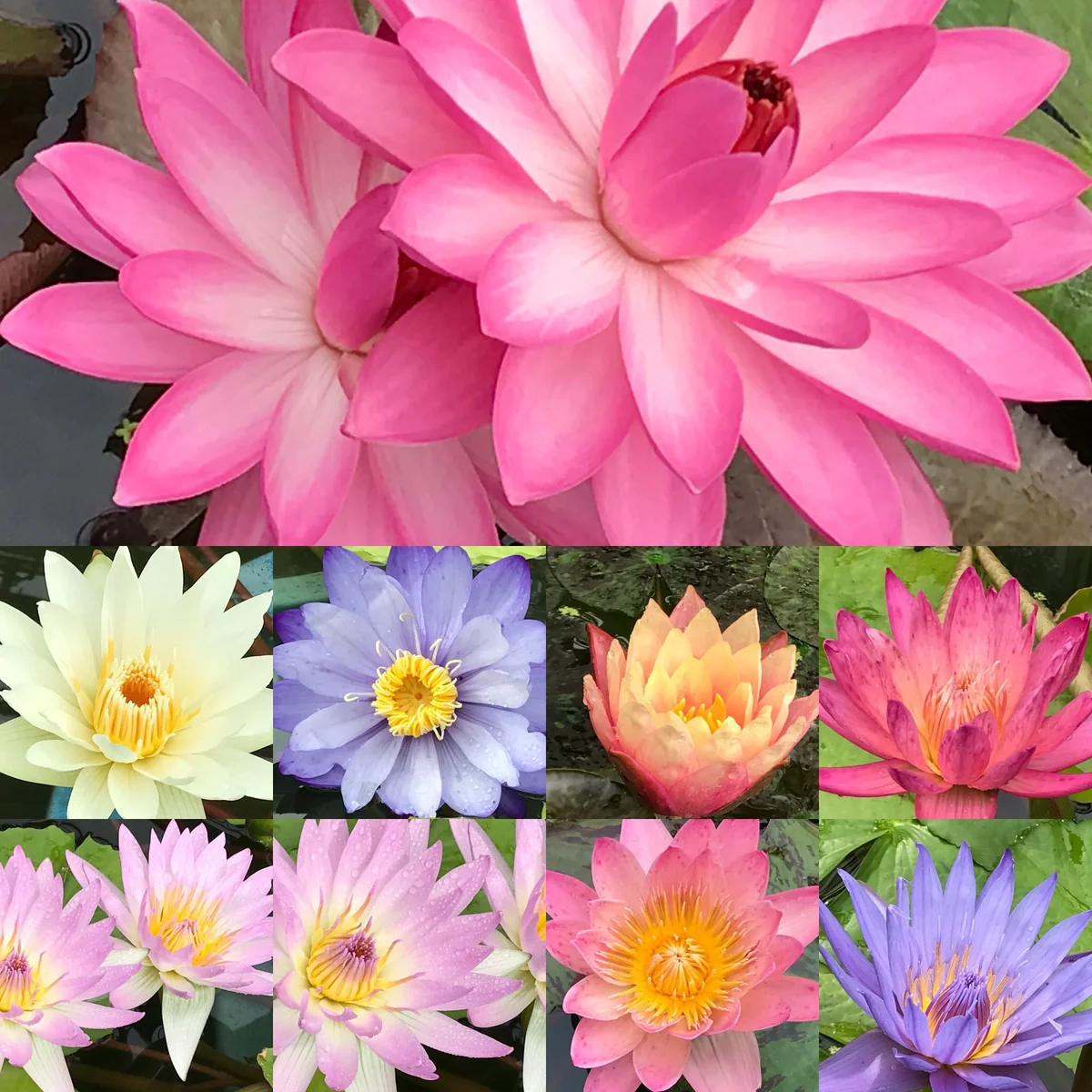 投稿写真：水辺をポップに染めて