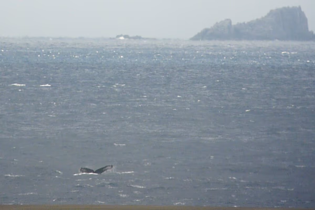 投稿写真：三本岳とザトウクジラ
