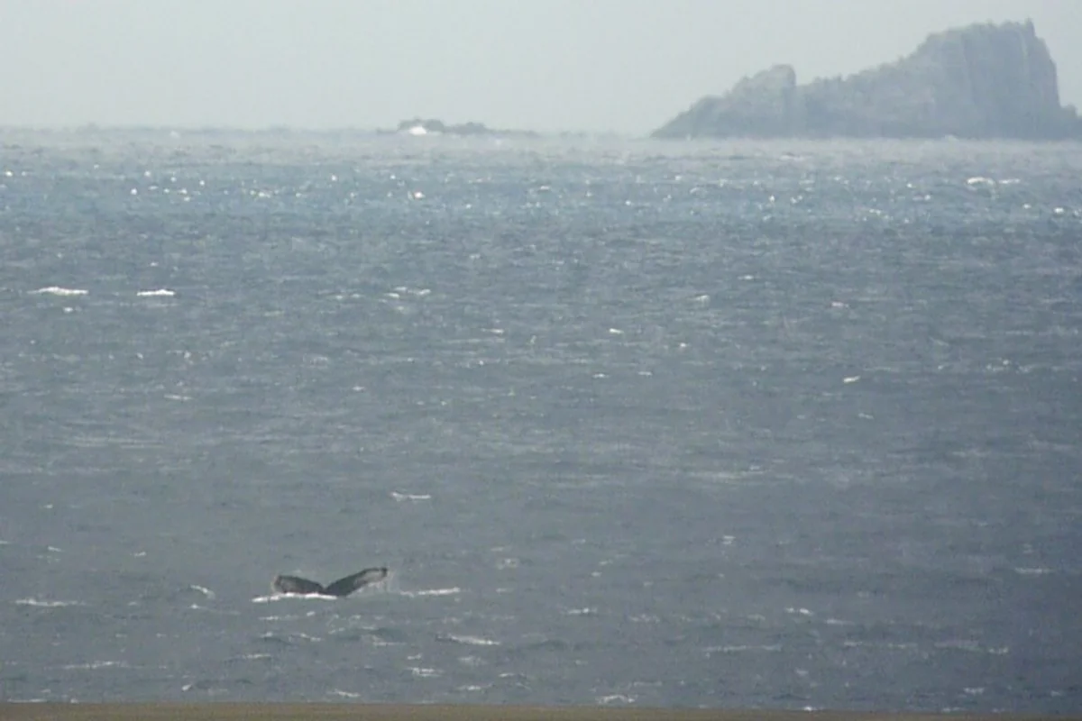 投稿写真：三本岳とザトウクジラ