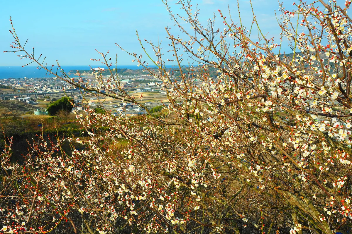 投稿写真：南部梅林