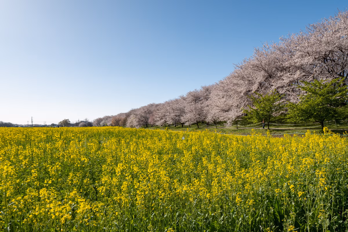 投稿写真：権現堂堤の桜