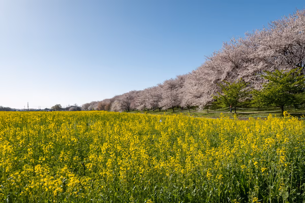投稿：権現堂堤の桜