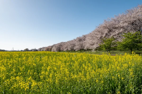 投稿：権現堂堤の桜