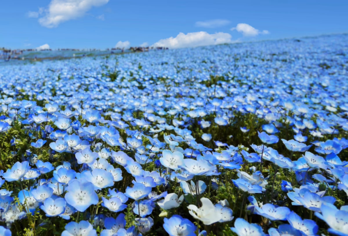 投稿写真：ネモフィラの丘