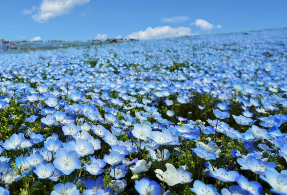 投稿写真：ネモフィラの丘