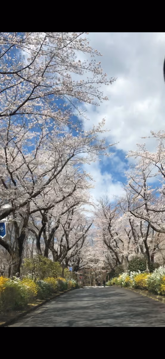 投稿写真：桜の道　青春の道