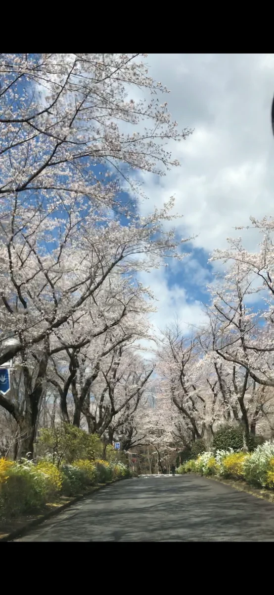 投稿写真：桜の道　青春の道