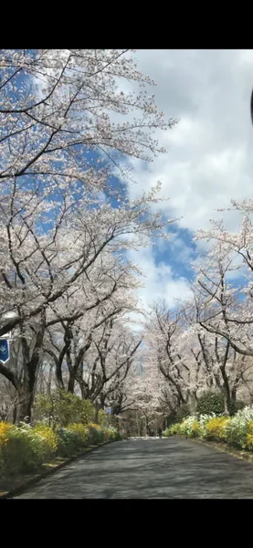 投稿：桜の道　青春の道