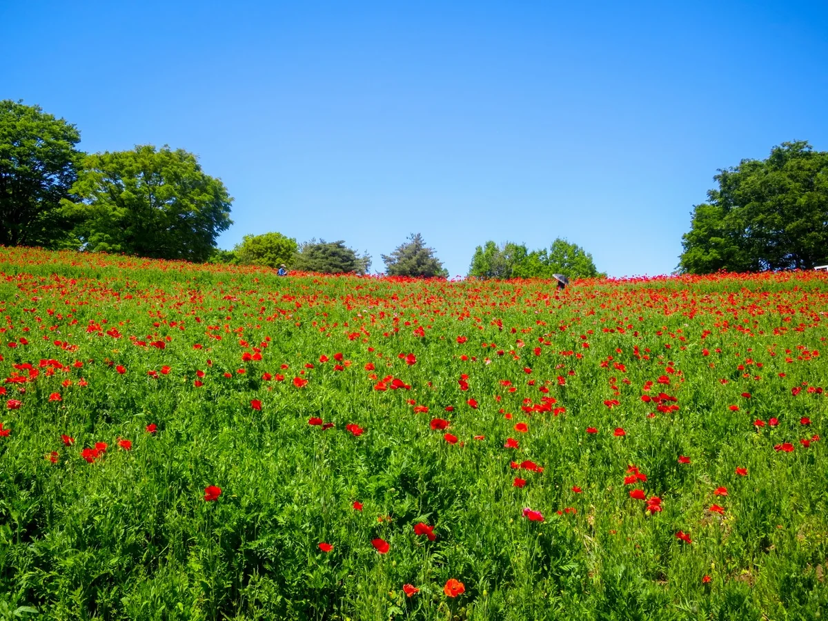 投稿写真：昭和記念公園の花々~シャーレポピー