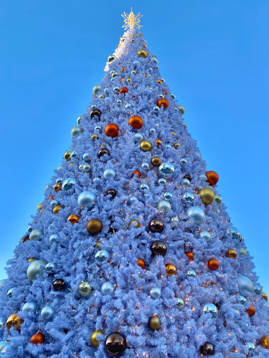 投稿写真：クリスマスツリー