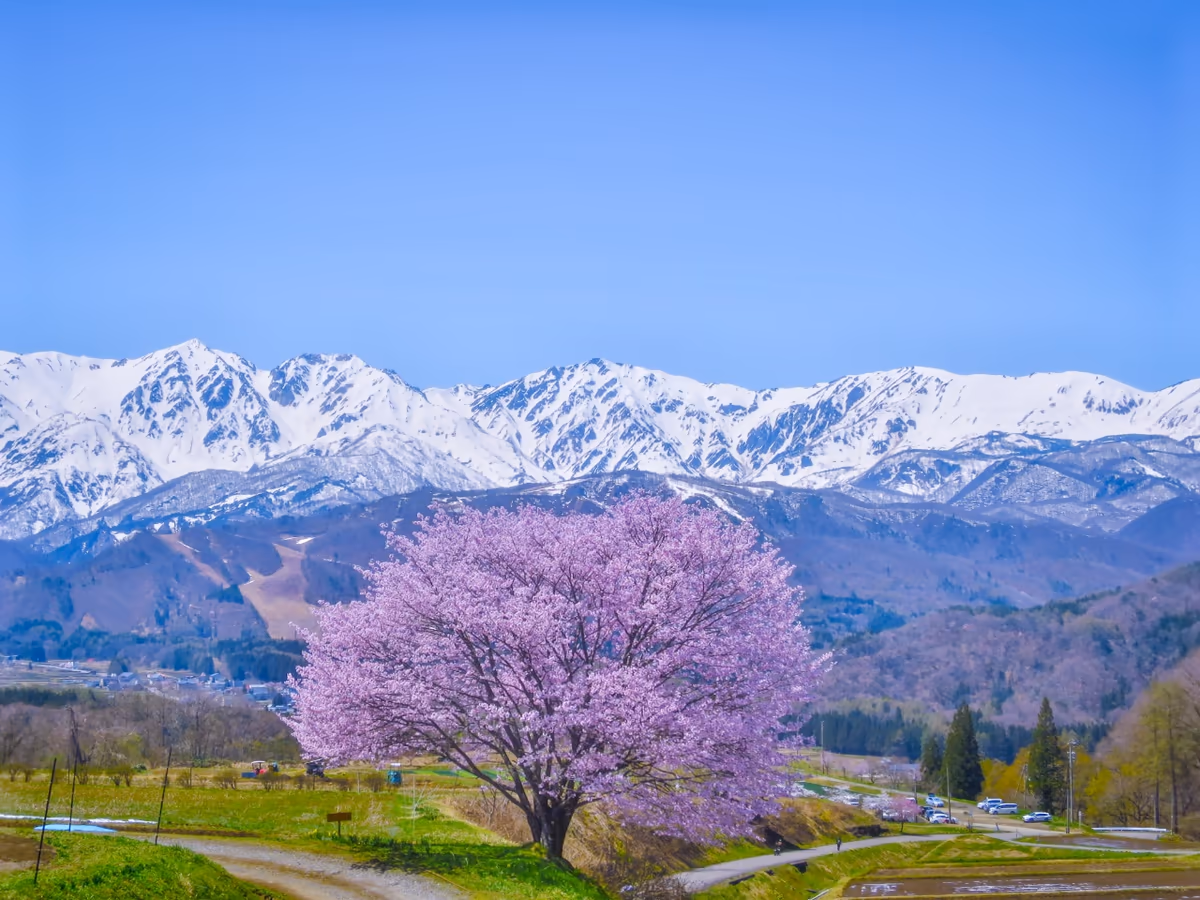 投稿写真：青空に映える満開の一本桜と残雪の白馬三山