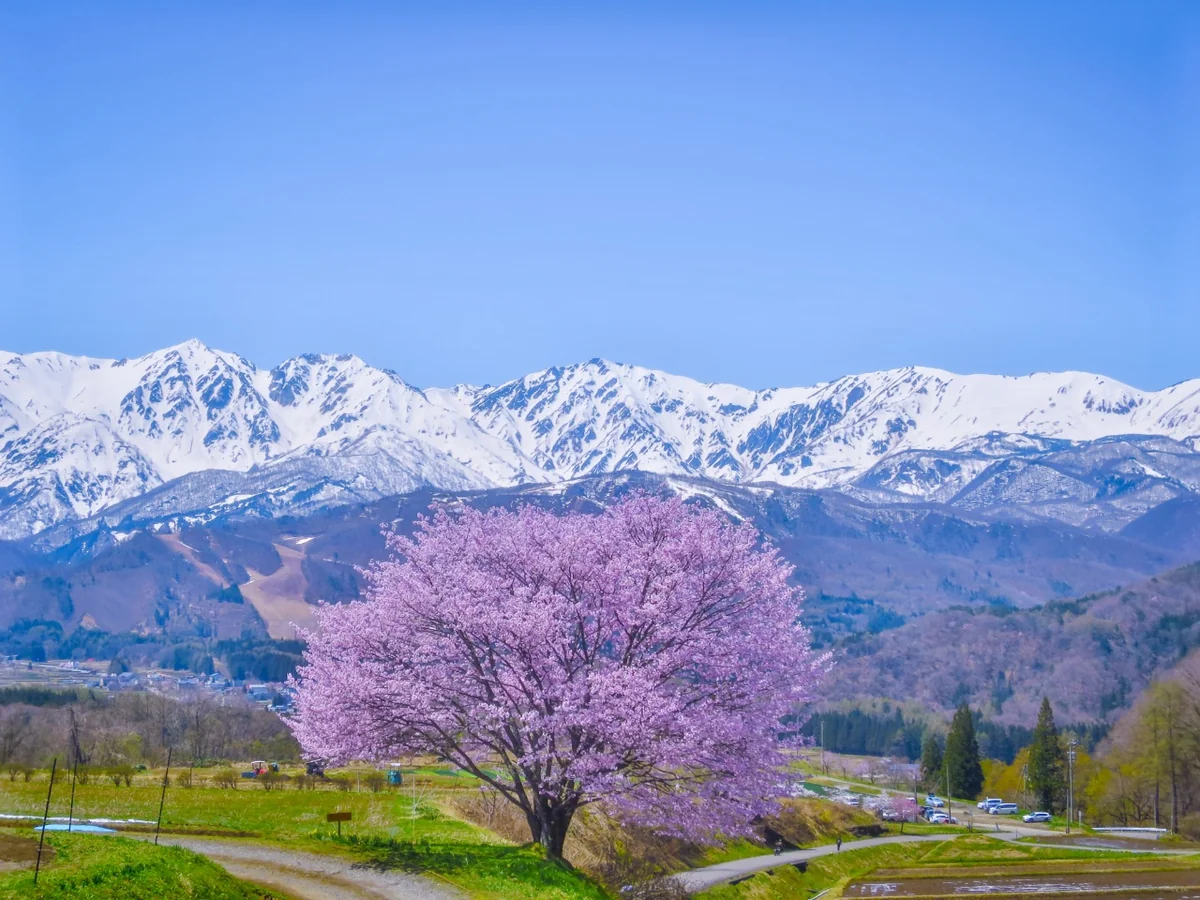 投稿写真：青空に映える満開の一本桜と残雪の白馬三山
