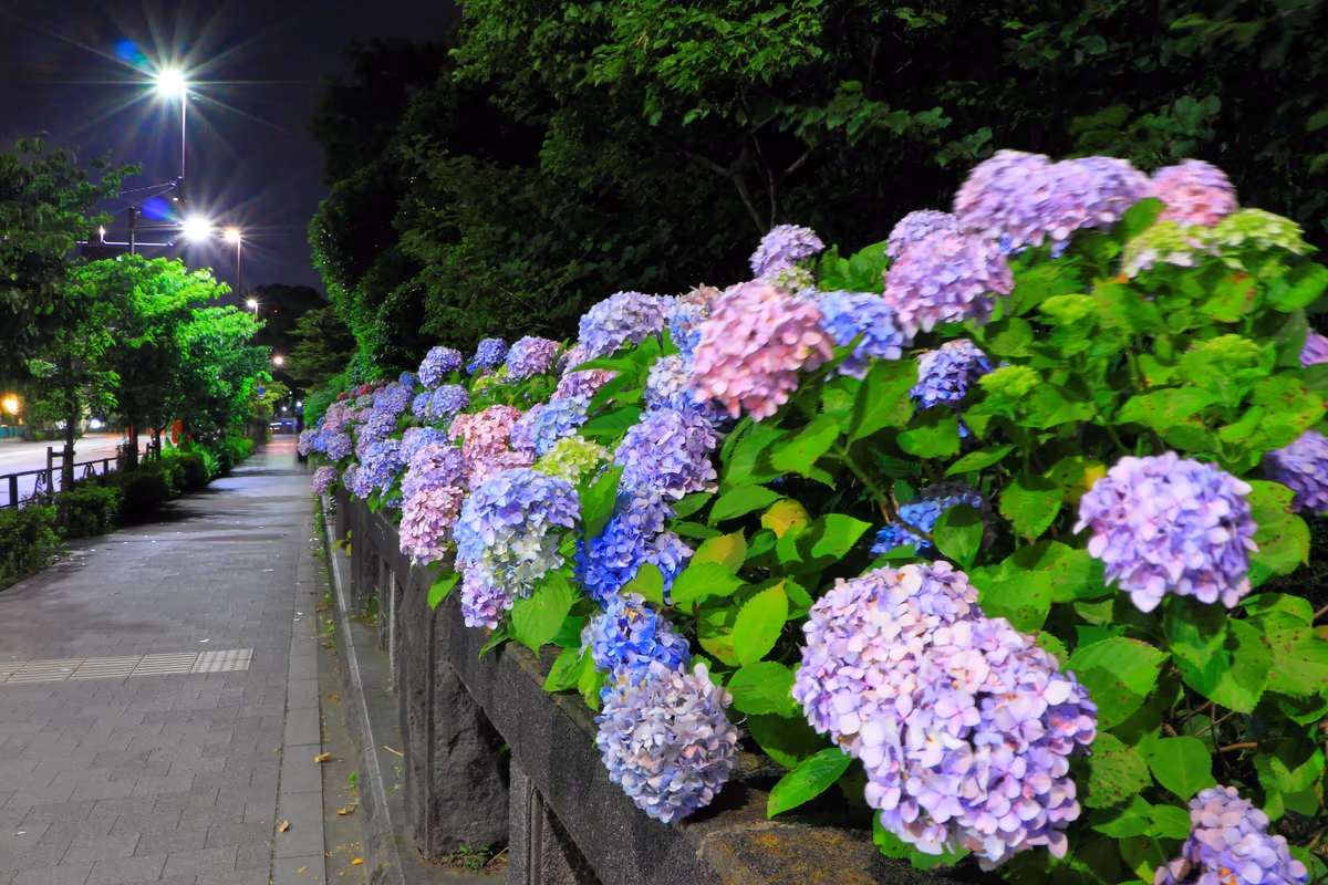 投稿写真：あじさい通り１