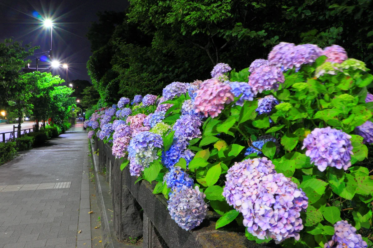 投稿写真：あじさい通り１