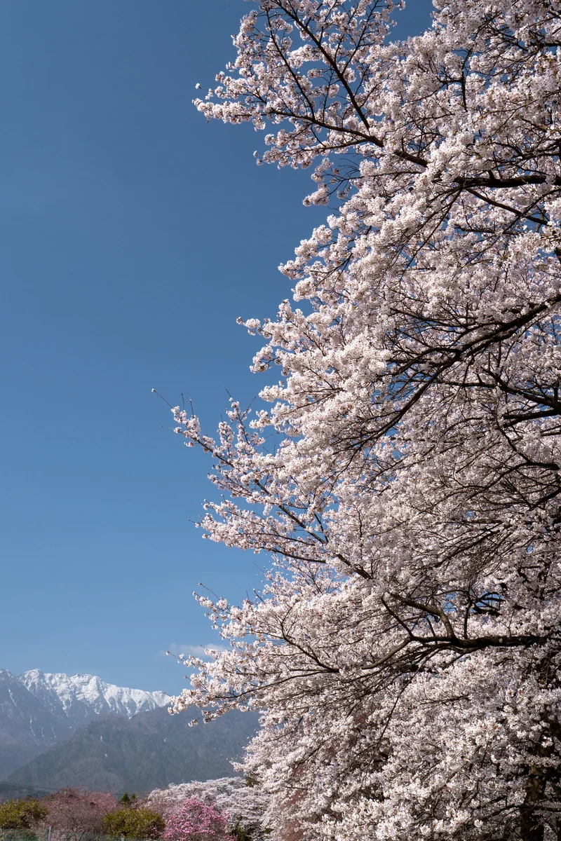 投稿写真：怒涛の桜並木