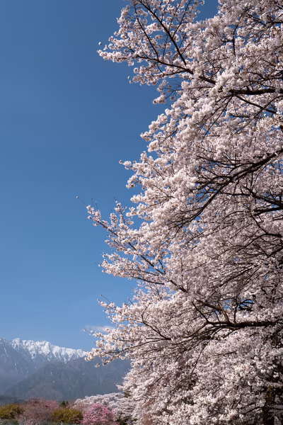 投稿：怒涛の桜並木