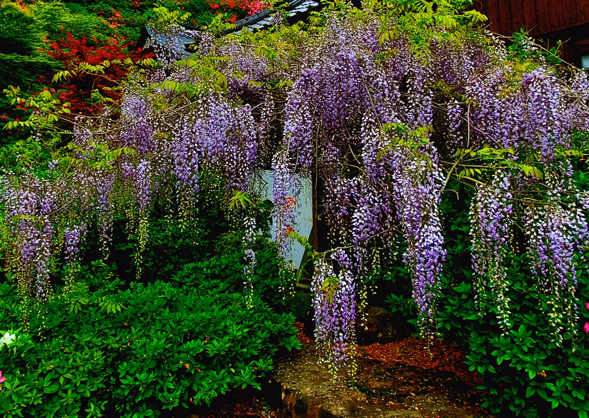 投稿写真：藤