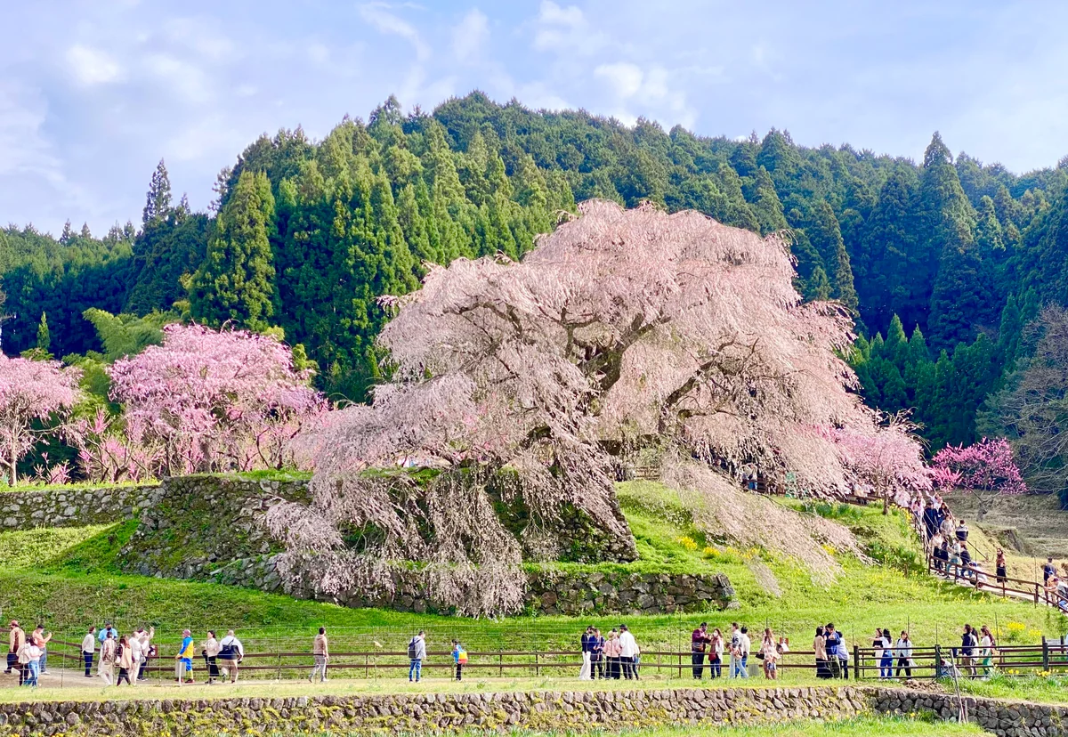 投稿写真：300年の時の流れを見つめてきた又兵衛桜