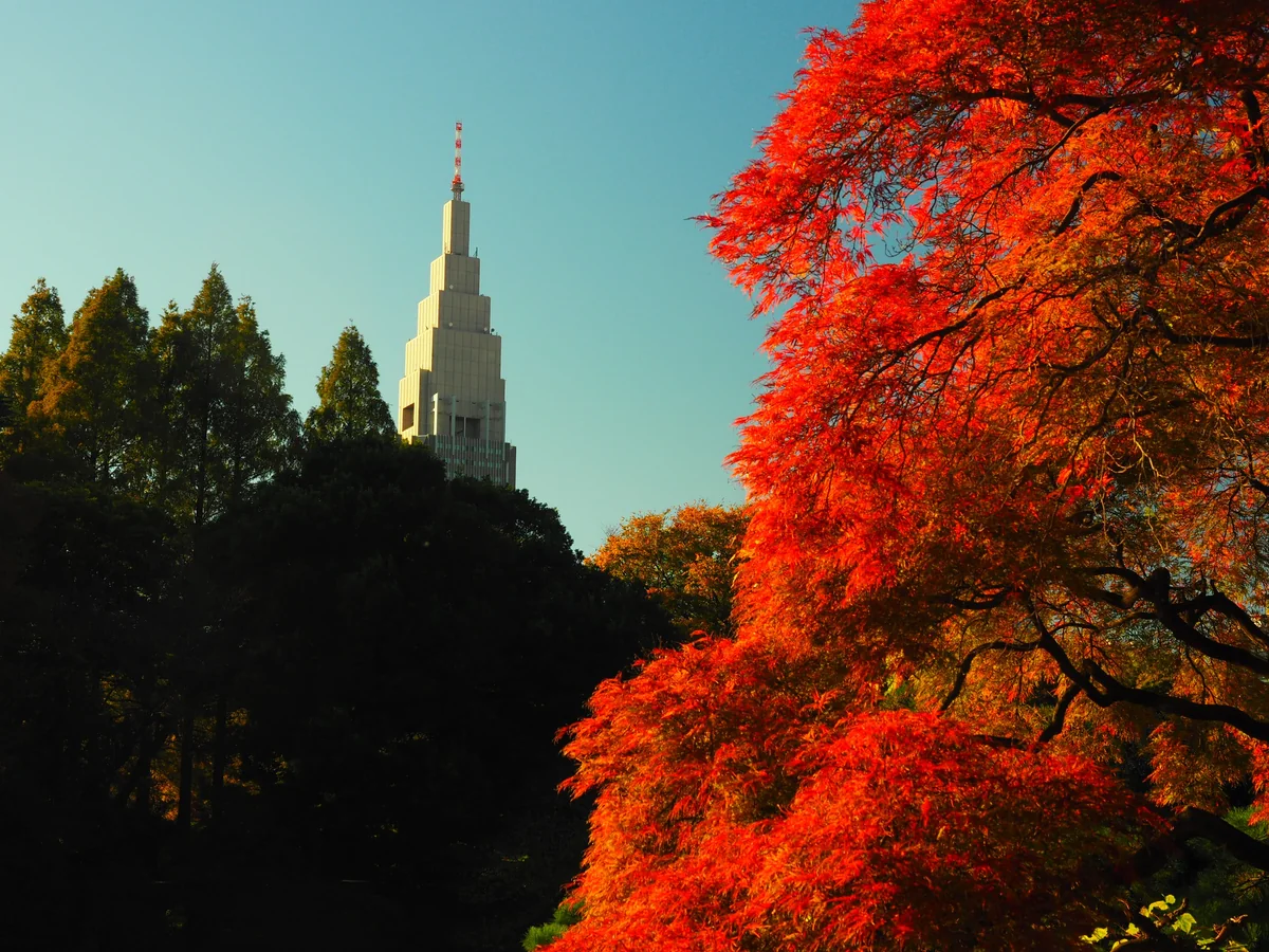 投稿写真：新宿御苑　秋彩
