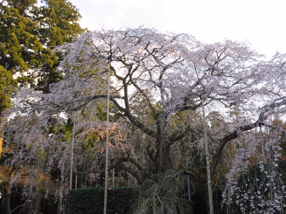 投稿写真：『ウバヒガンしだれ桜の二世』／長光寺