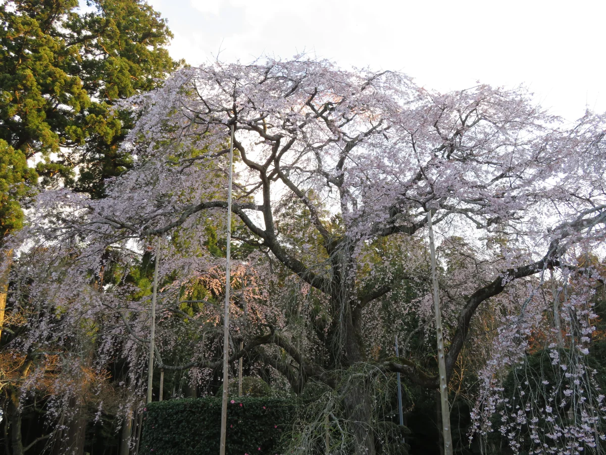 投稿写真：『ウバヒガンしだれ桜の二世』／長光寺