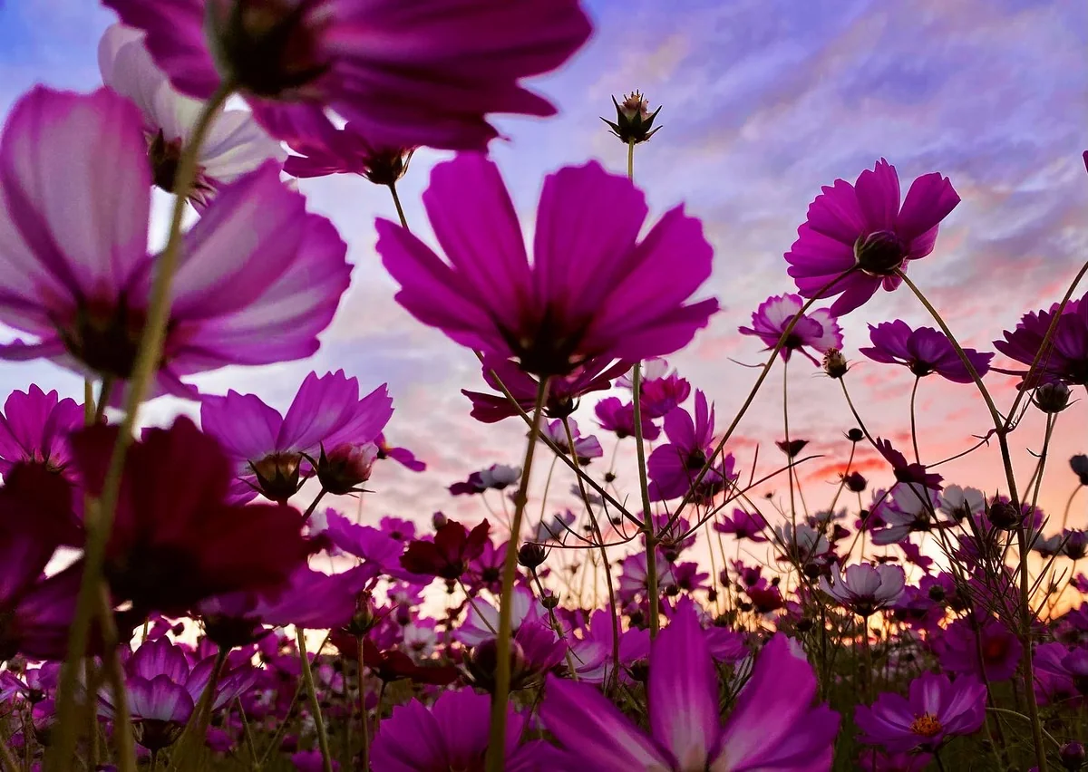 投稿写真：黄昏時 コスモスの園にて