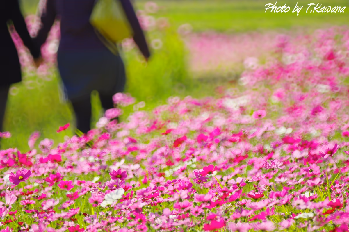 投稿写真：秋桜、咲き誇る