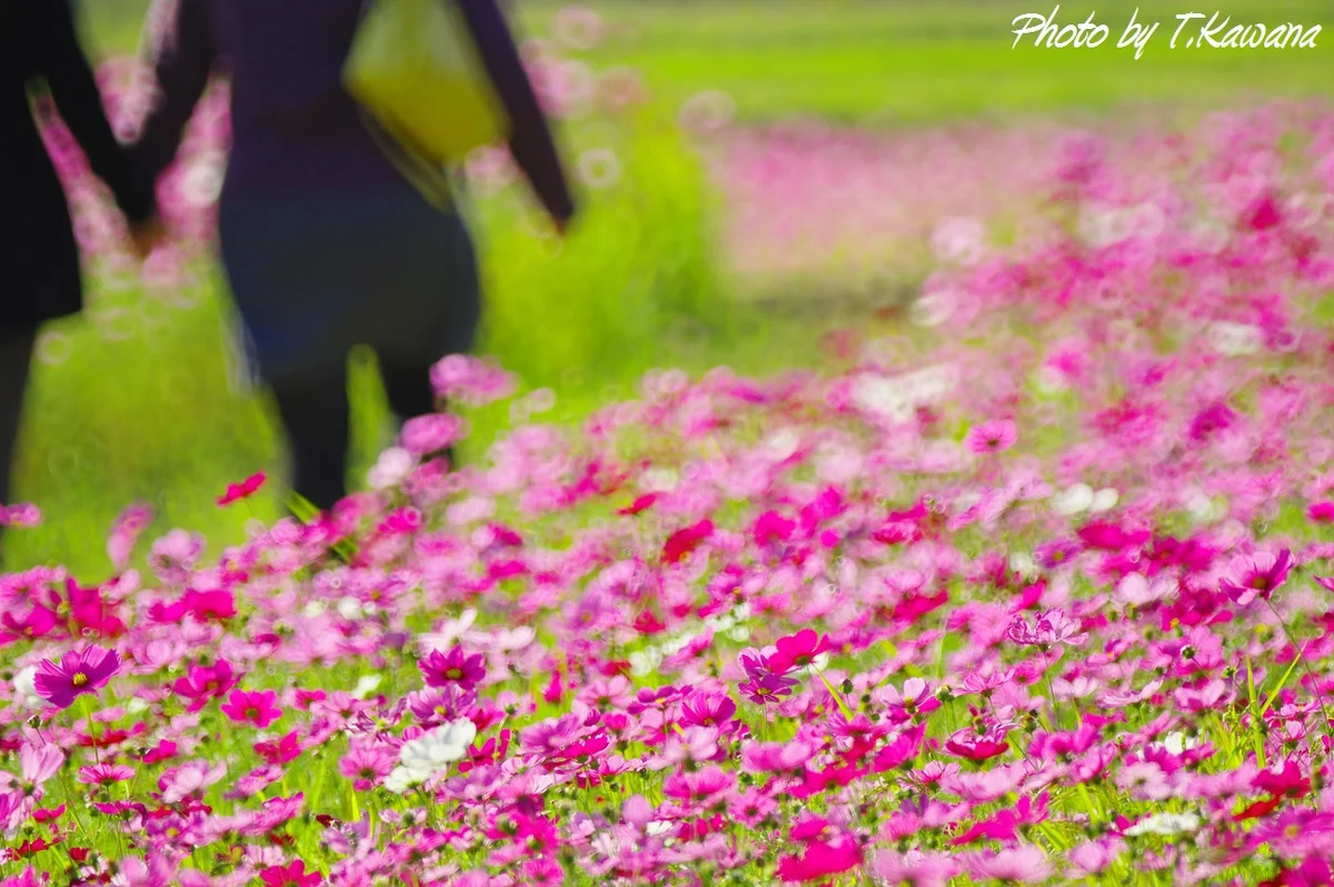 投稿写真：秋桜、咲き誇る