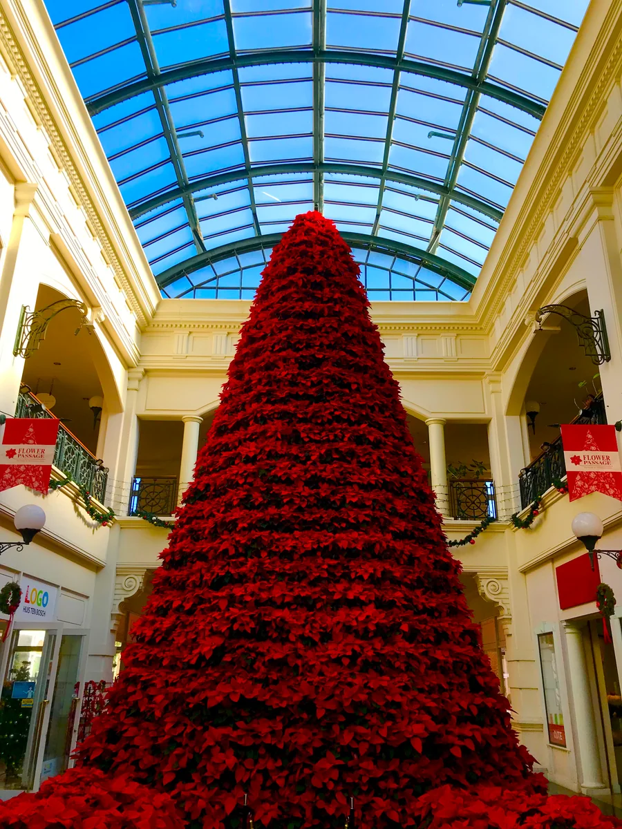 投稿写真：ポインセチアの集合体