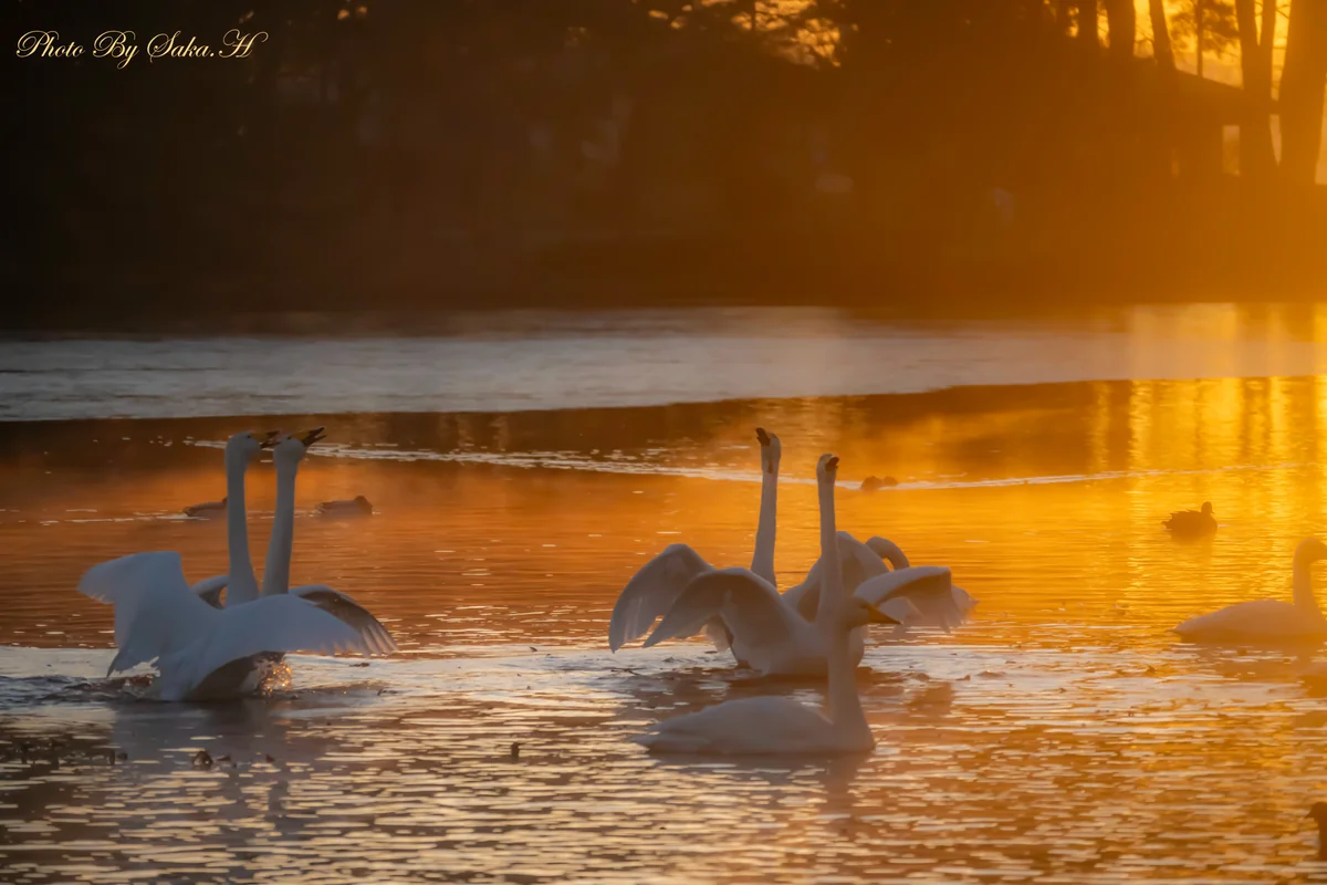 投稿写真：白鳥の舞