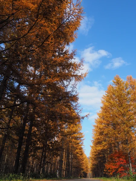 投稿：秋の林道を行く