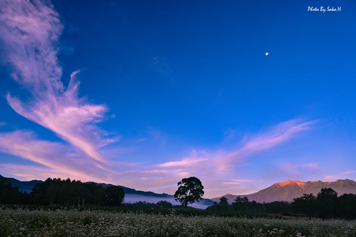 投稿写真：羽ばたき