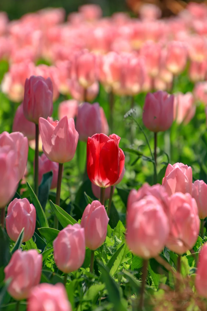 投稿写真：チューリップ畑