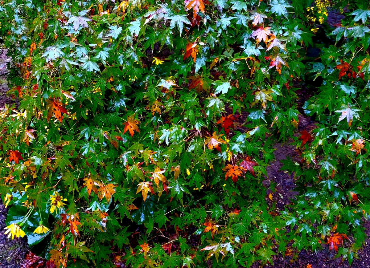 投稿写真：緑もみじと赤もみじ