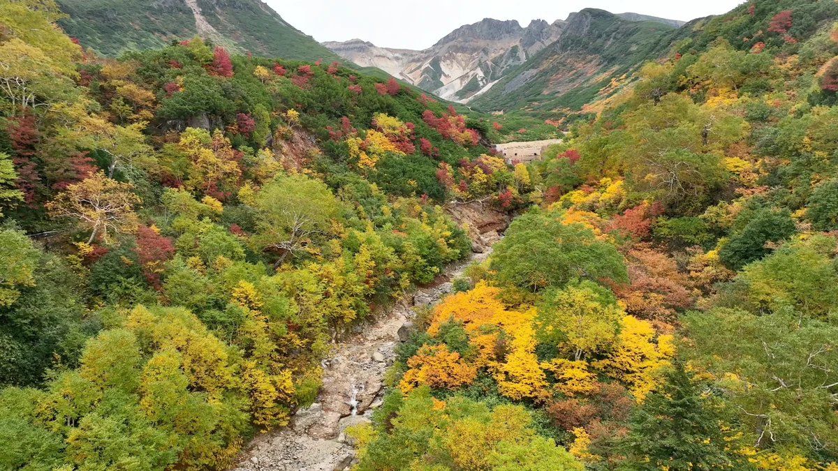 投稿写真：十勝岳温泉郷の紅葉