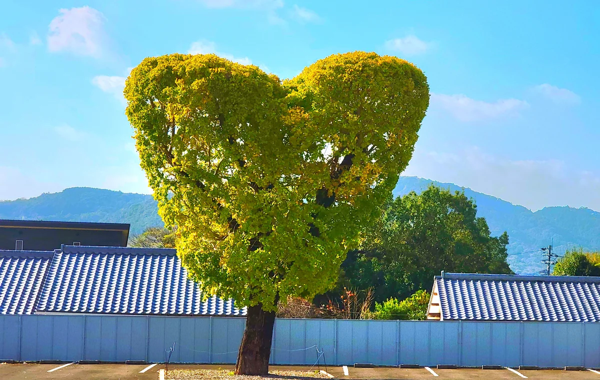 投稿写真：ハートの銀杏木❤️
