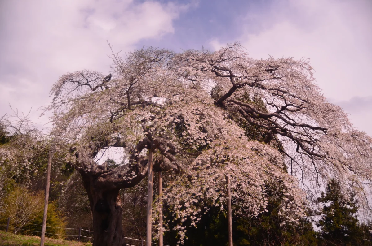 投稿写真：外大野の枝垂桜