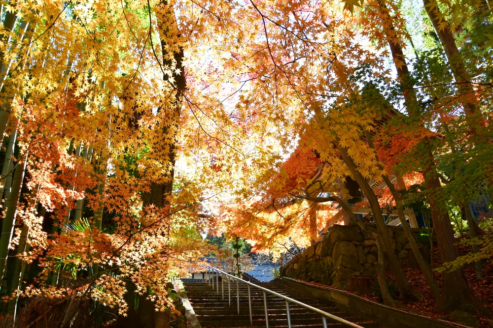 投稿写真：多賀町楢崎の高源寺の鐘つき堂の紅葉
