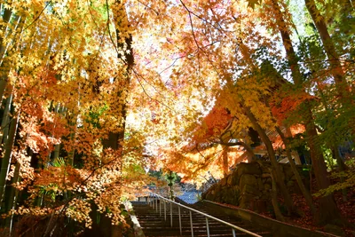 投稿：多賀町楢崎の高源寺の鐘つき堂の紅葉