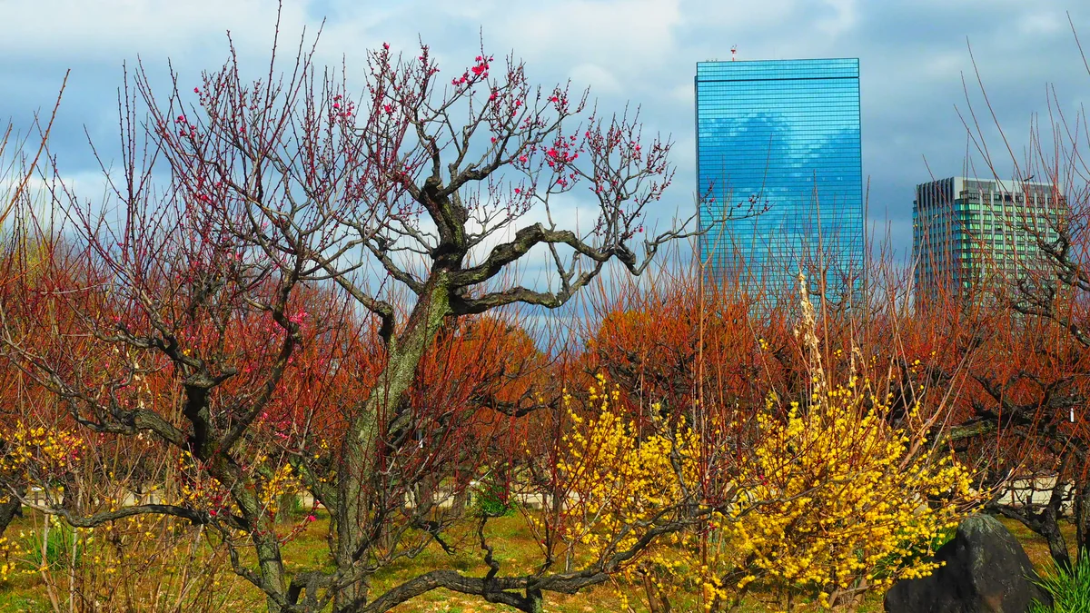投稿写真：大阪城公園　蝋梅