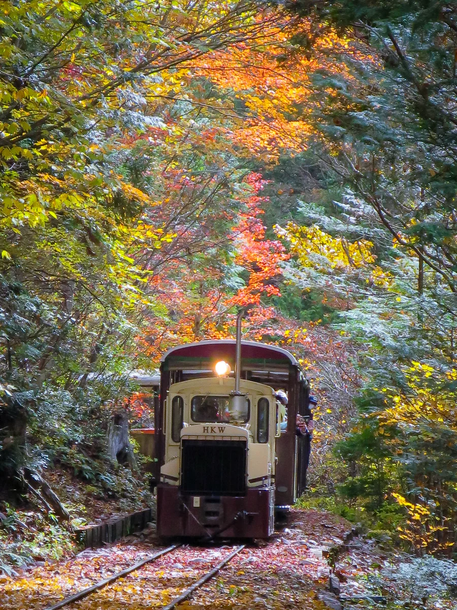 投稿写真：紅葉の中を走るトロッコ列車