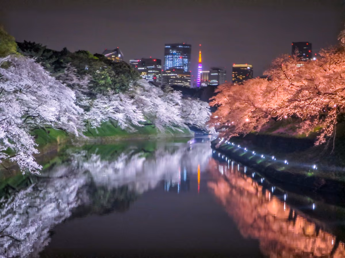 投稿写真：千鳥ヶ淵の夜桜と東京タワー