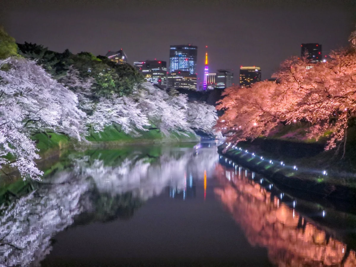 投稿写真：千鳥ヶ淵の夜桜と東京タワー