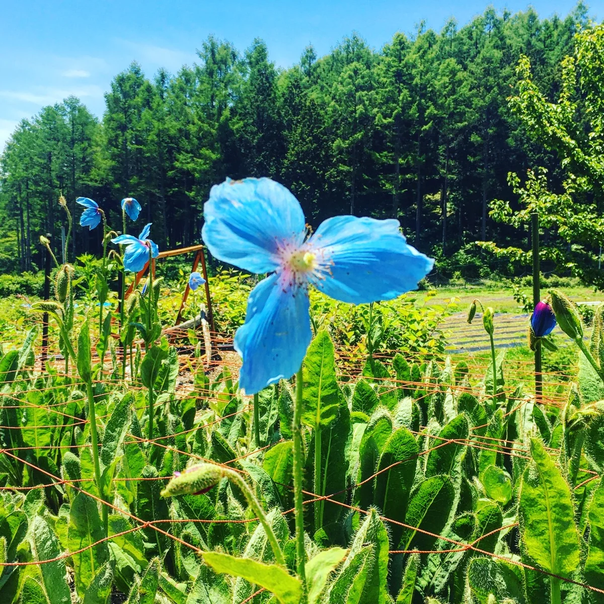 投稿写真：青いけしの花