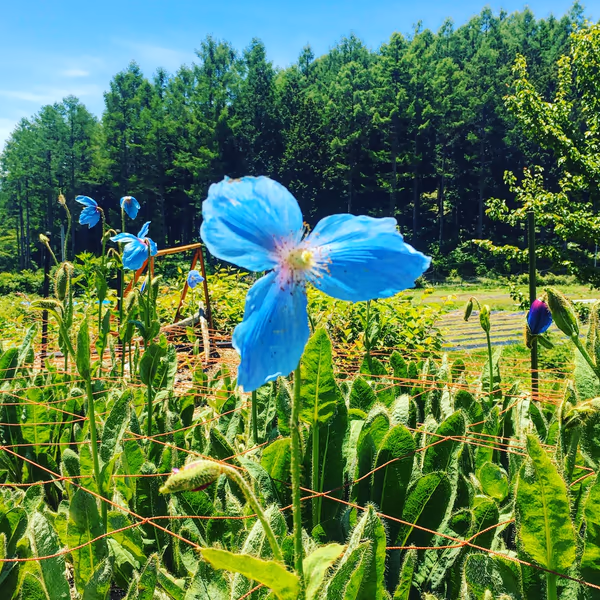 投稿：青いけしの花
