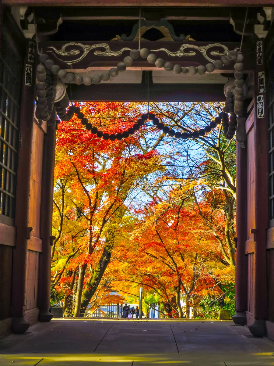 投稿写真：山門と額縁紅葉