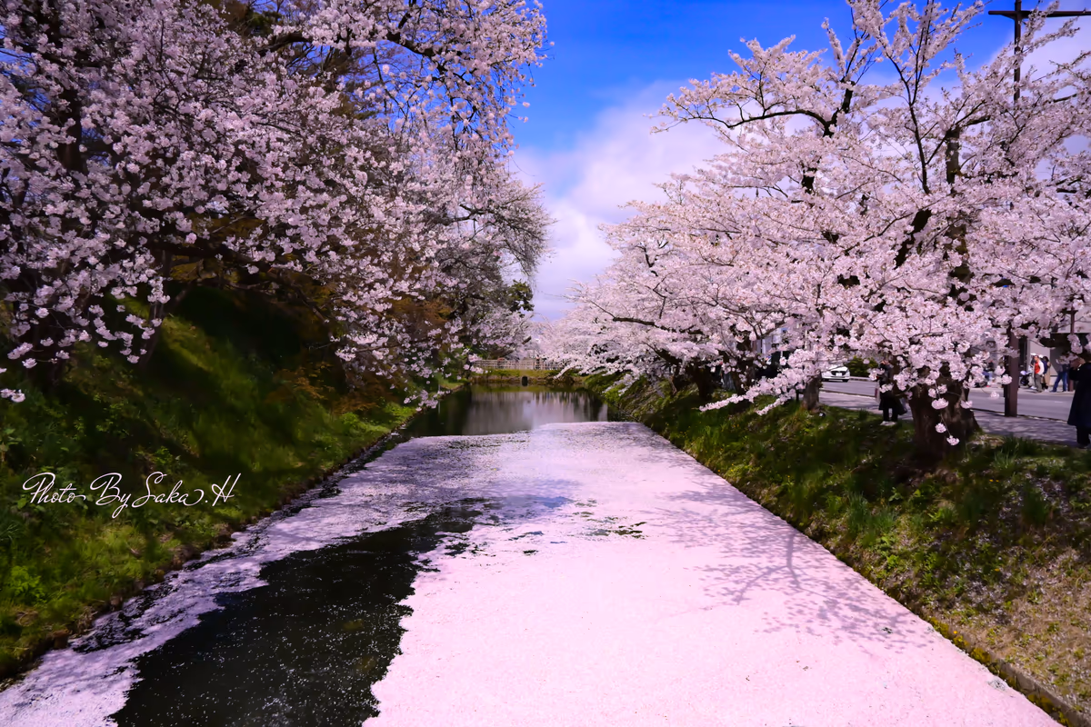 投稿写真：花筏