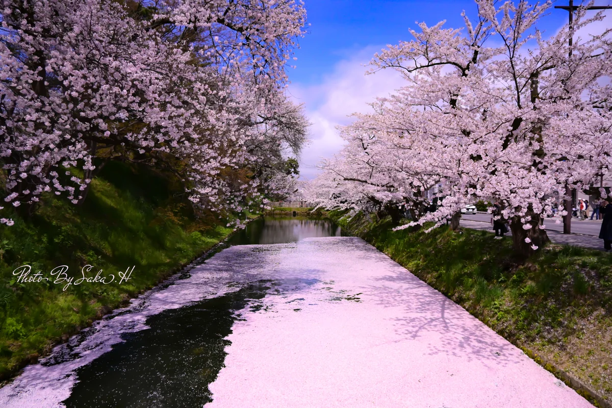 投稿写真：花筏